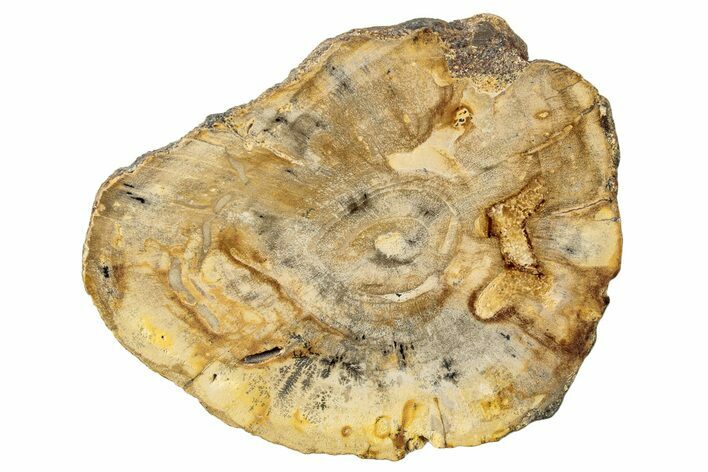 Polished Petrified Wood (Dicot) Round - Idaho #252884